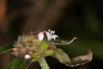 Woodland false buttonweed